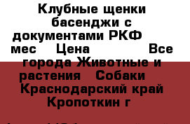 Клубные щенки басенджи с документами РКФ - 2,5 мес. › Цена ­ 20 000 - Все города Животные и растения » Собаки   . Краснодарский край,Кропоткин г.